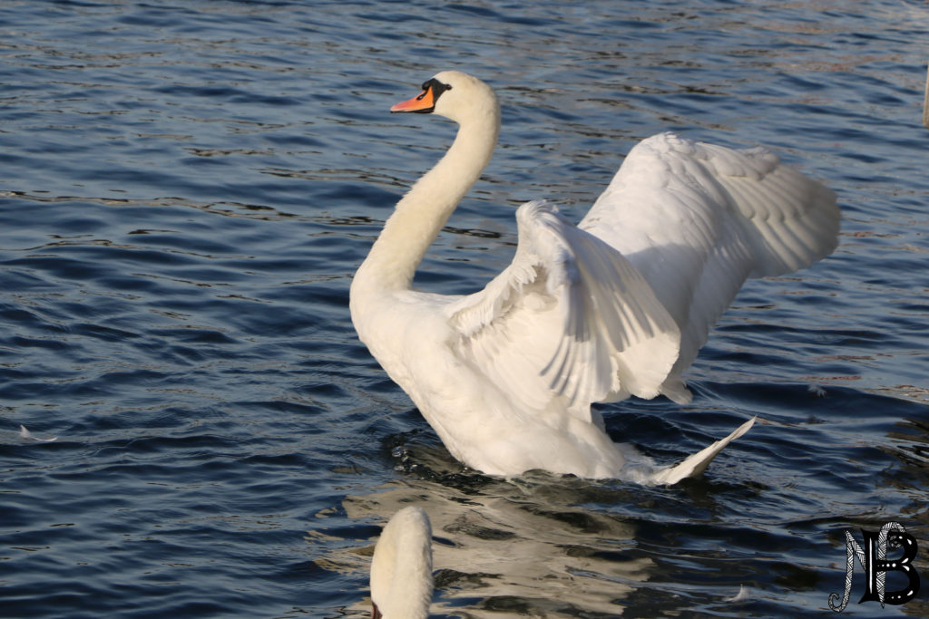 cygne