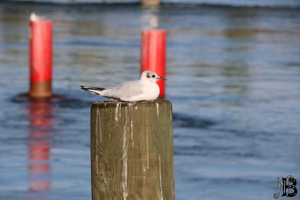 mouette